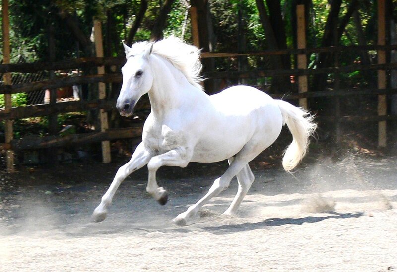 White Horse Running — Dynamic, Afternoon, Photograph