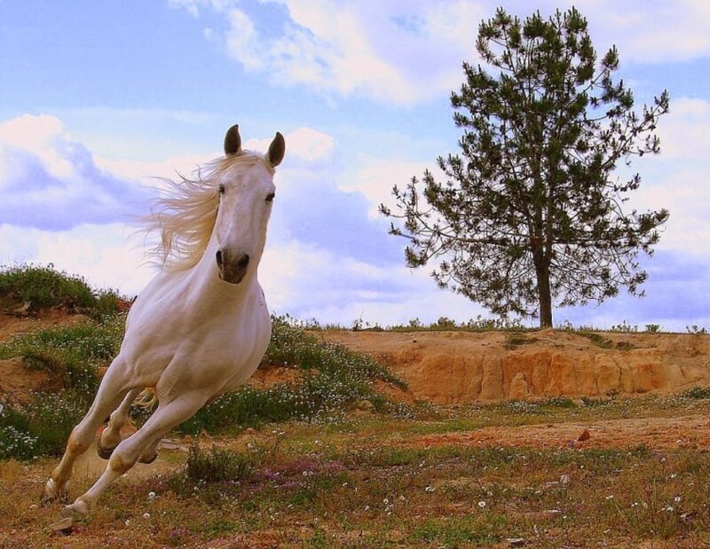 White Horse Running — Dynamic, Afternoon, Photograph, Tree