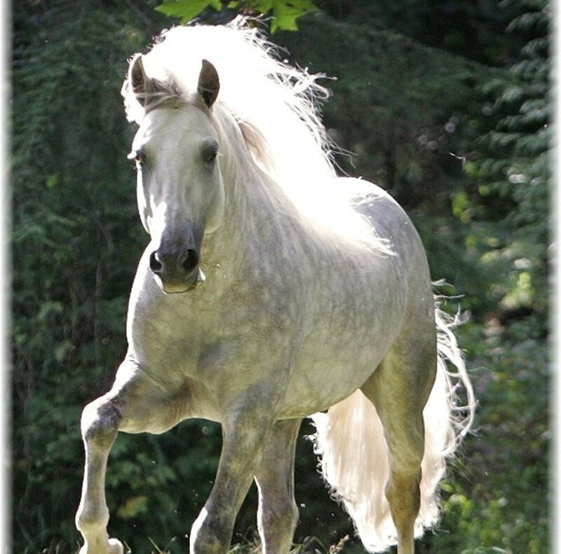 White Horse Running — Dynamic, Afternoon, Photograph, Trees, Grass