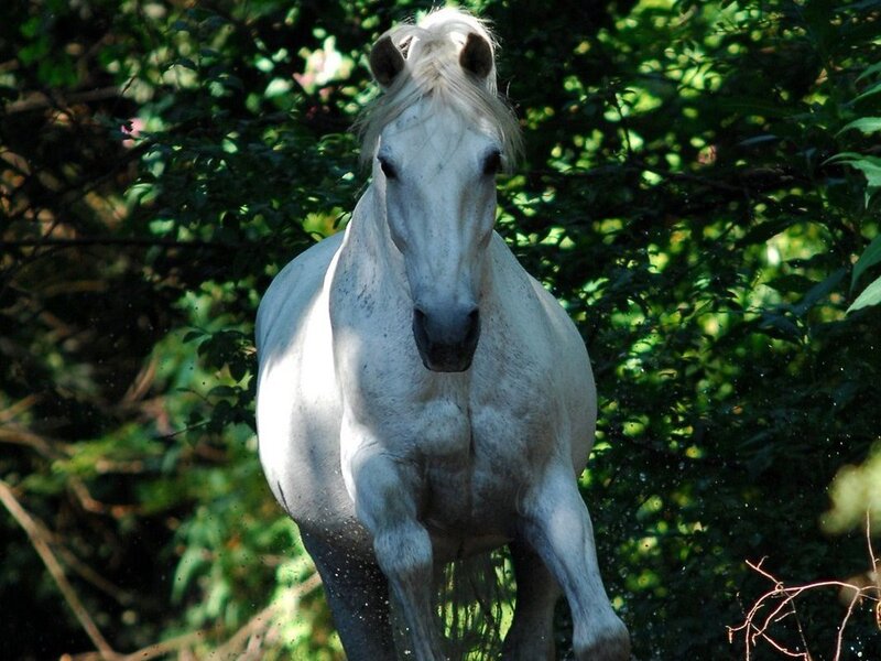 White Horse Running — Dynamic, Afternoon, Photograph, Trees, Leaves