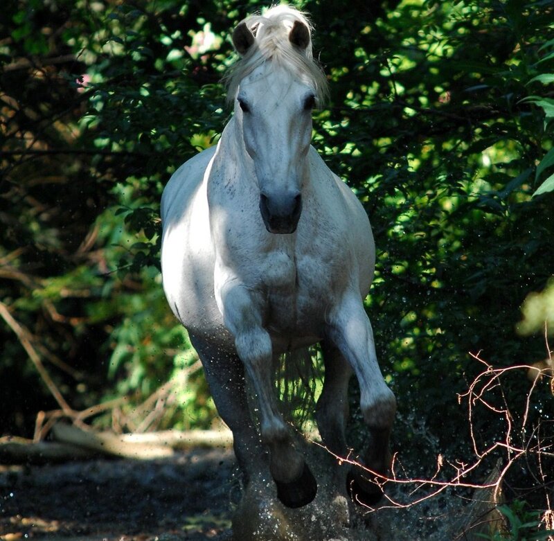 White Horse Running — Dynamic, Afternoon, Photograph, Trees
