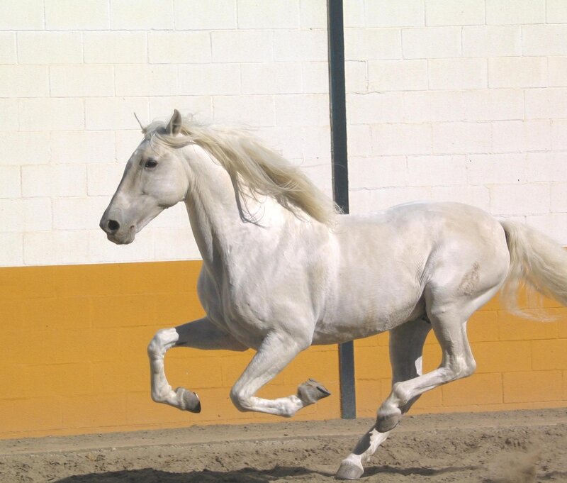White Horse Running — Dynamic, Afternoon, Photograph, Wall