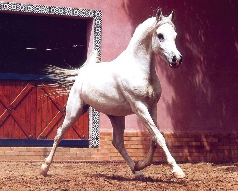 White Horse Running — Dynamic, Afternoon