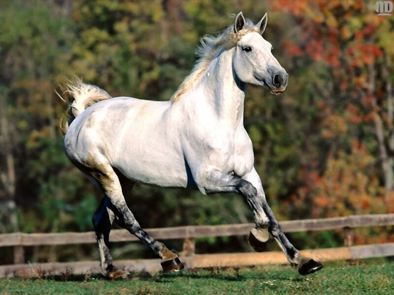 White Horse Running — Dynamic, Autumn, Photograph, Grass, Fence