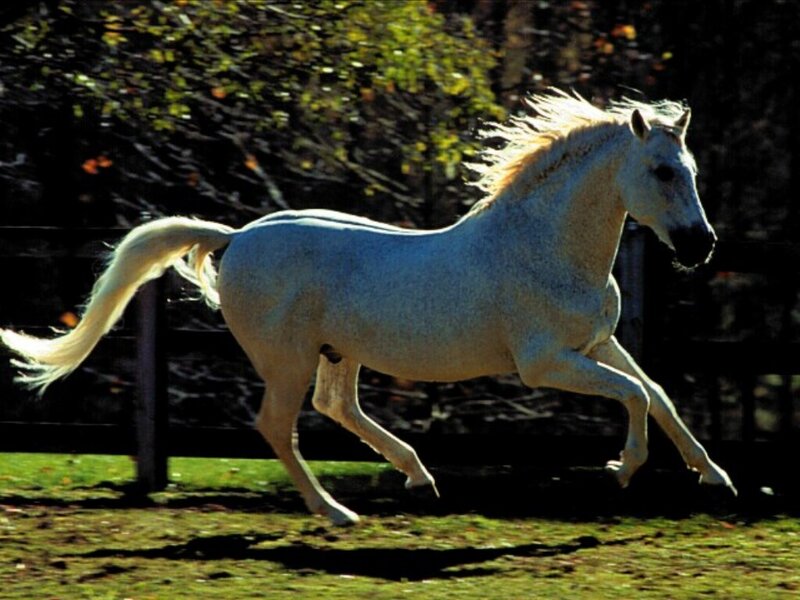 White Horse Running — Dynamic, Autumn, Photograph, Grass