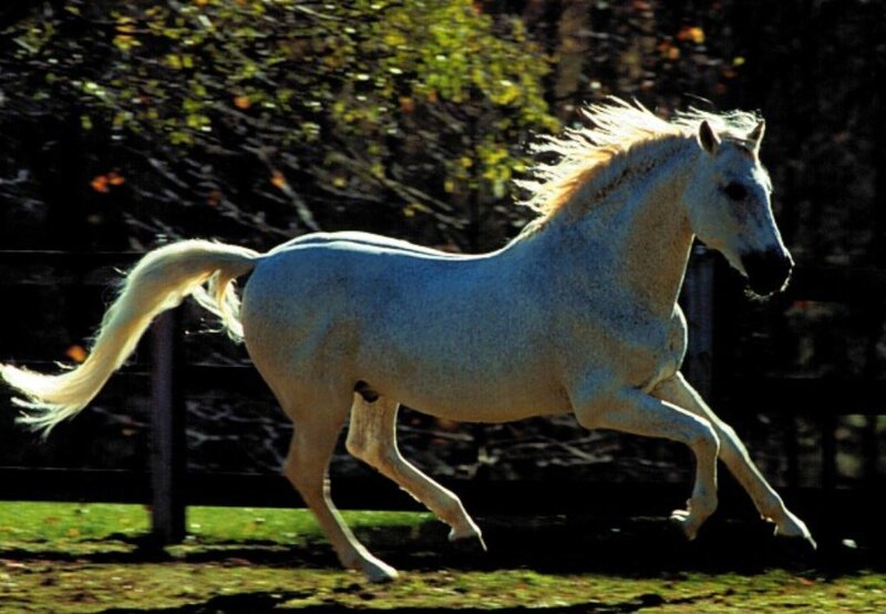 White Horse Running — Dynamic, Autumn, Photograph, Grass, Trees