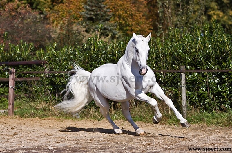 White Horse Running — Dynamic, Autumn, Photograph