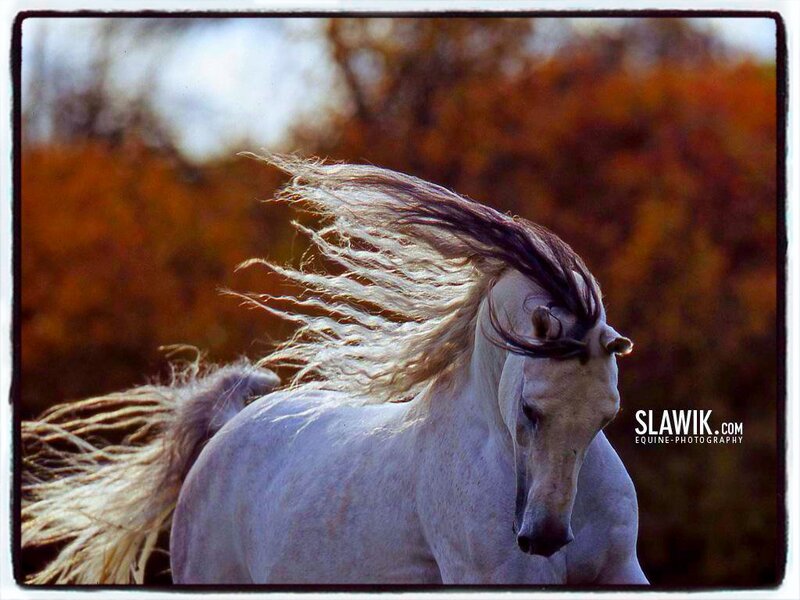 White Horse Running — Dynamic, Autumn, Photograph, Trees