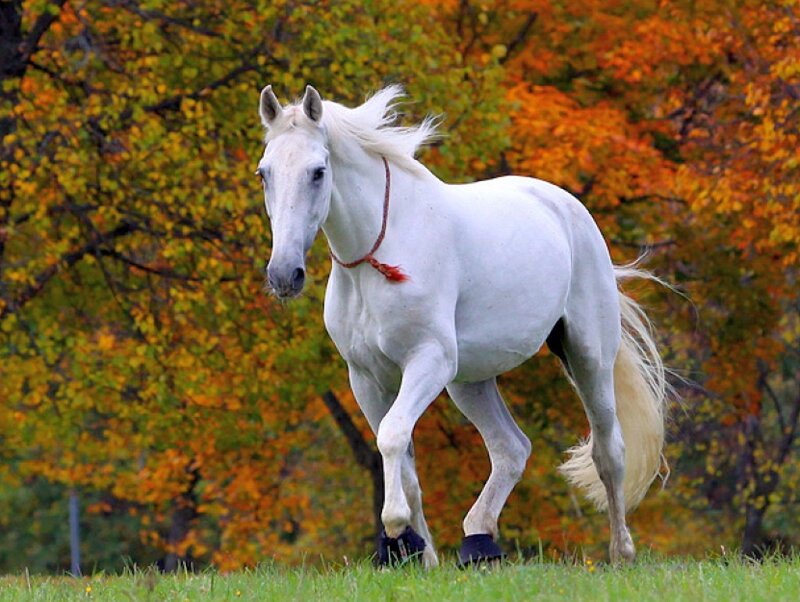 White Horse Running — Dynamic, Autumn
