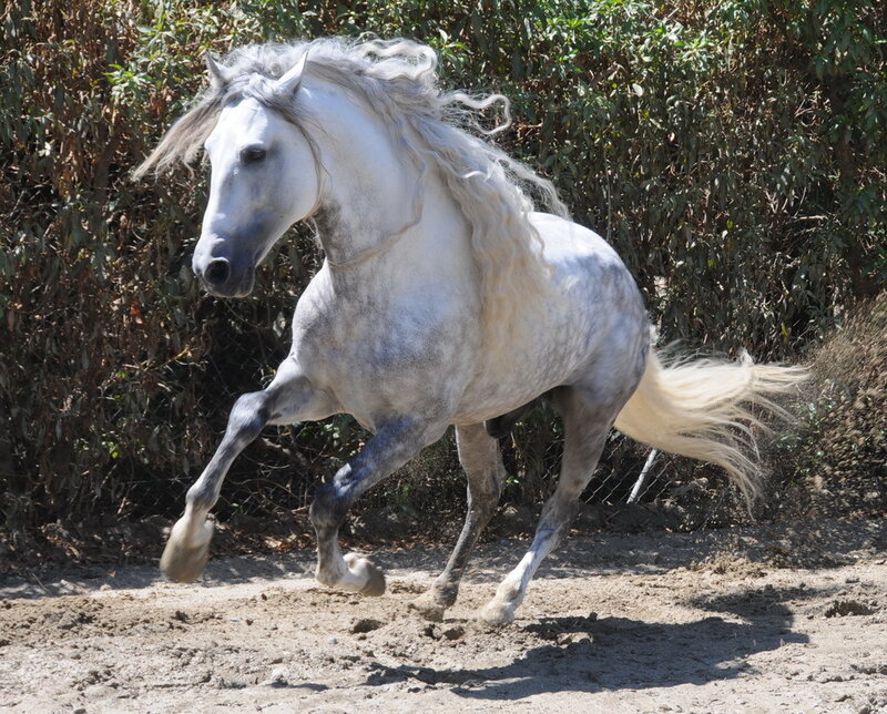 White Horse Running — Dynamic, Daytime, Photograph