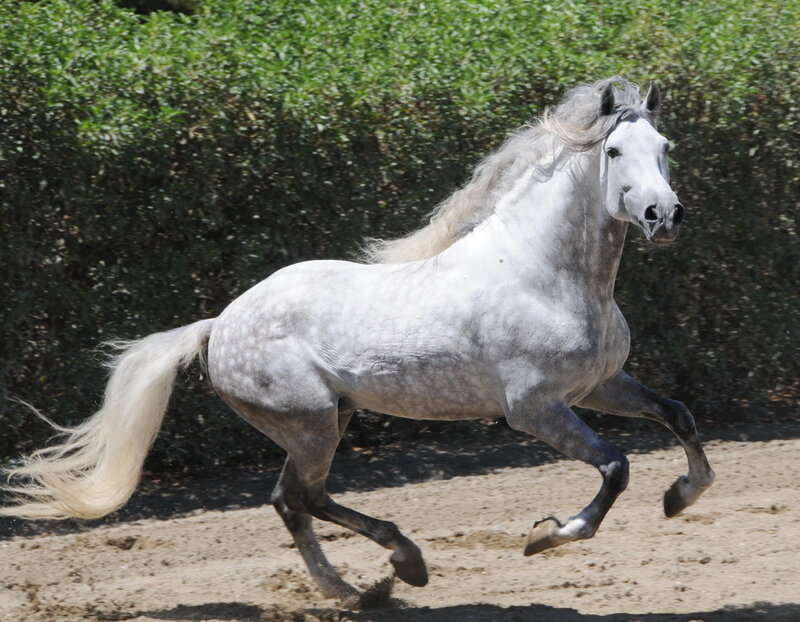 White Horse Running — Dynamic, Daytime