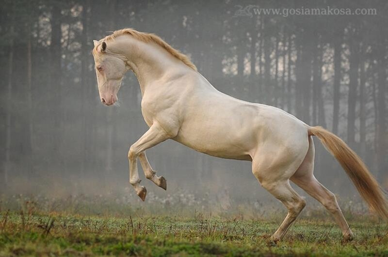 White Horse Running — Dynamic, Morning