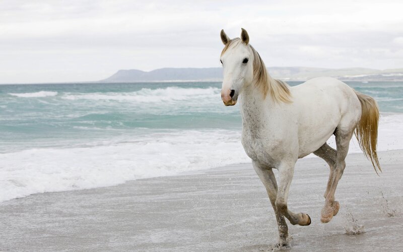 White Horse Running — Dynamic, Photograph, Beach