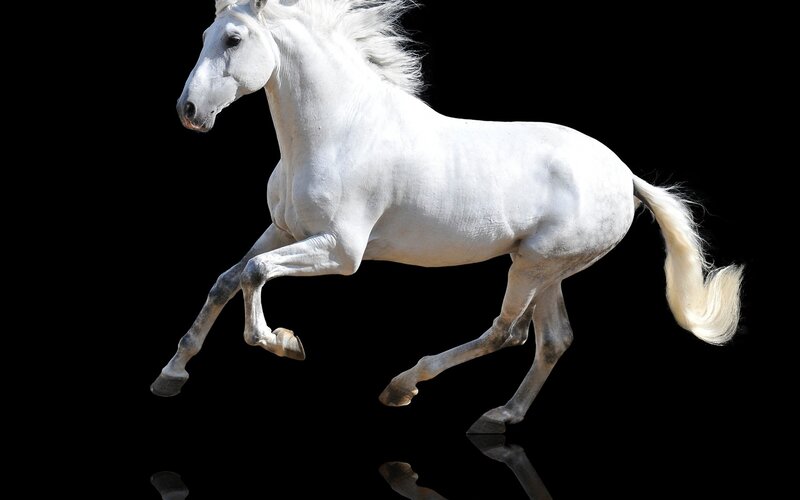 White Horse Running — Dynamic, Photograph, Black Background