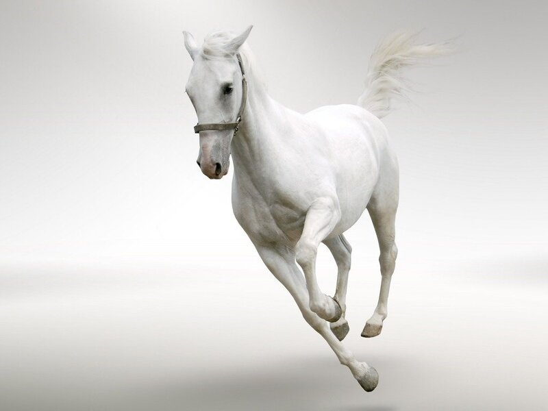 White Horse Running — Dynamic, Photograph, Bridle, Tail