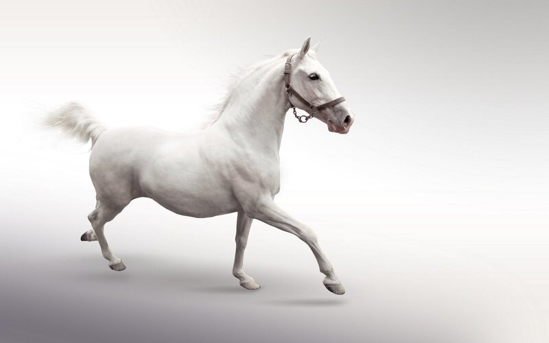 White Horse Running — Dynamic, Photograph, Bridle