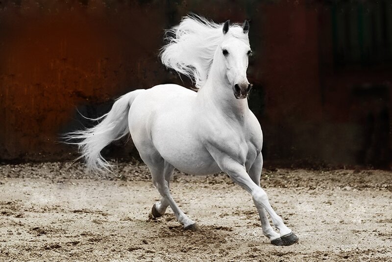 White Horse Running — Dynamic, Photograph, Dirt Ground