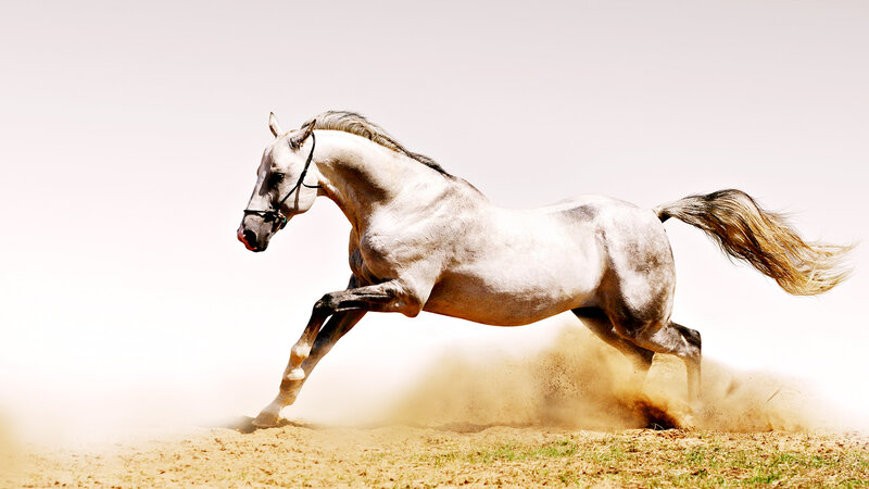 White Horse Running — Dynamic, Photograph, Dust, Saddle
