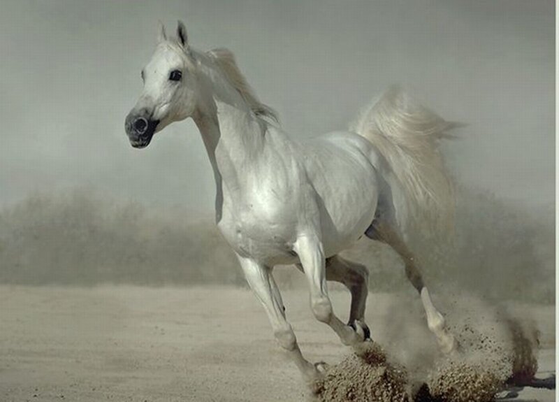 White Horse Running — Dynamic, Photograph, Dust, Sand