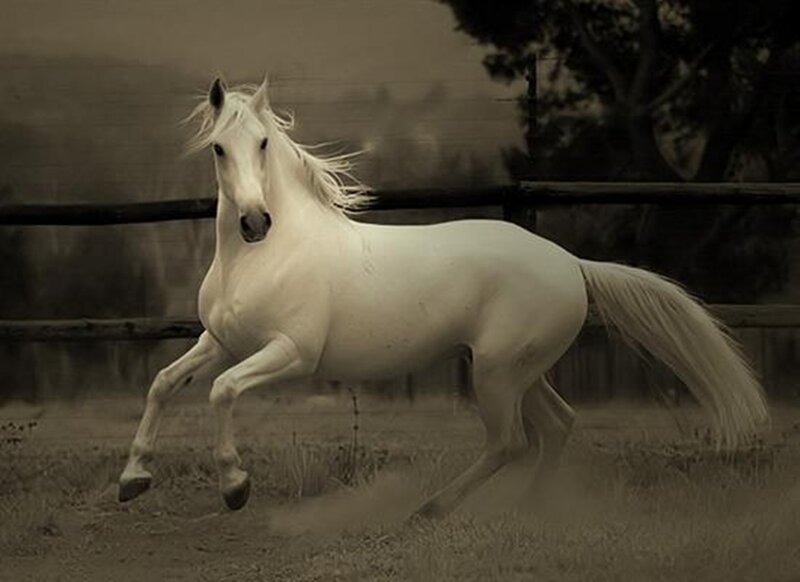 White Horse Running — Dynamic, Photograph, Fence, Dust