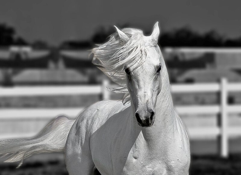 White Horse Running — Dynamic, Photograph, Fence