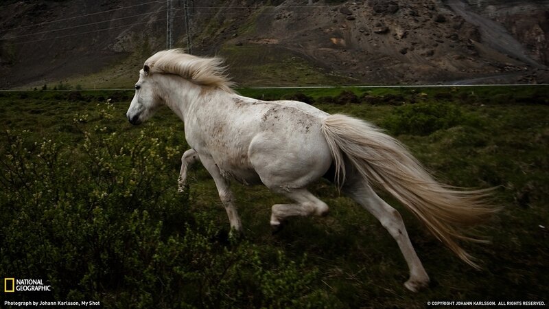 White Horse Running — Dynamic, Photograph, Grass, Mountain