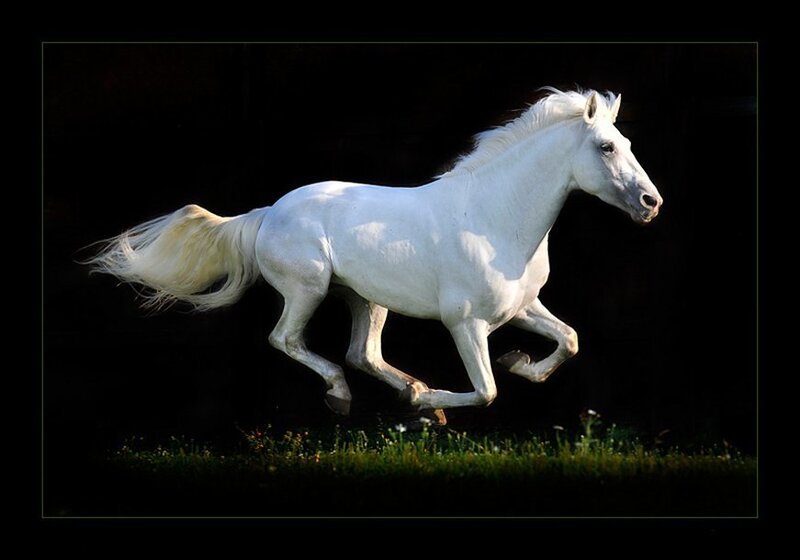 White Horse Running — Dynamic, Photograph, Grass