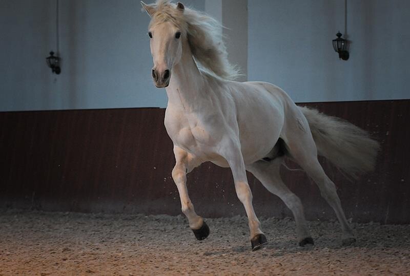 White Horse Running — Dynamic, Photograph, Indoor Arena