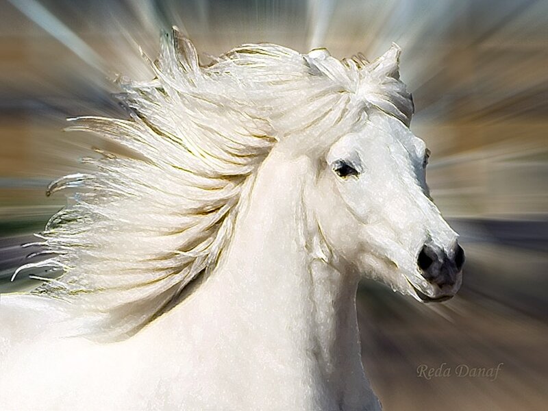 White Horse Running — Dynamic, Photograph, Mane, Background Blur