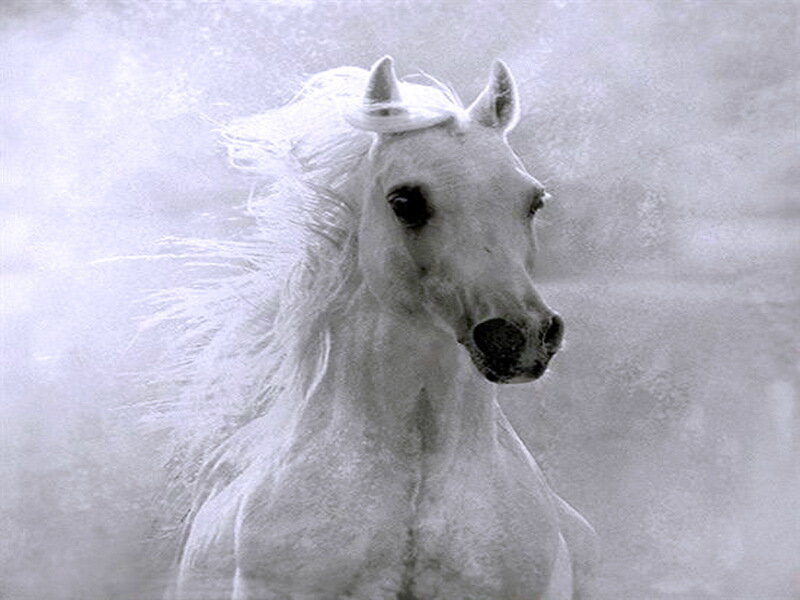 White Horse Running — Dynamic, Photograph, Mane