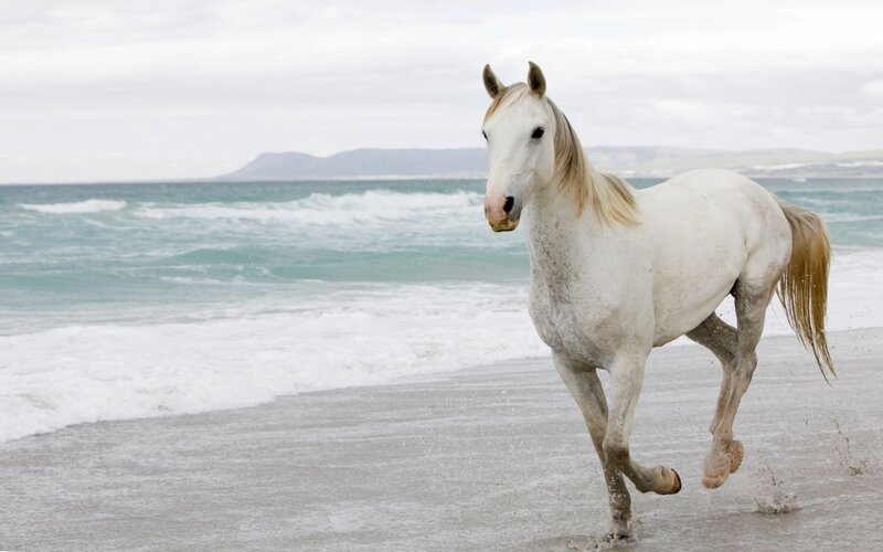 White Horse Running — Dynamic, Photograph, Ocean, Beach, Mountains