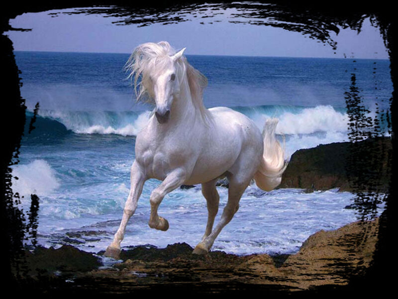 White Horse Running — Dynamic, Photograph, Ocean