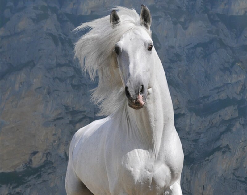 White Horse Running — Dynamic, Photograph, Rocky Cliff