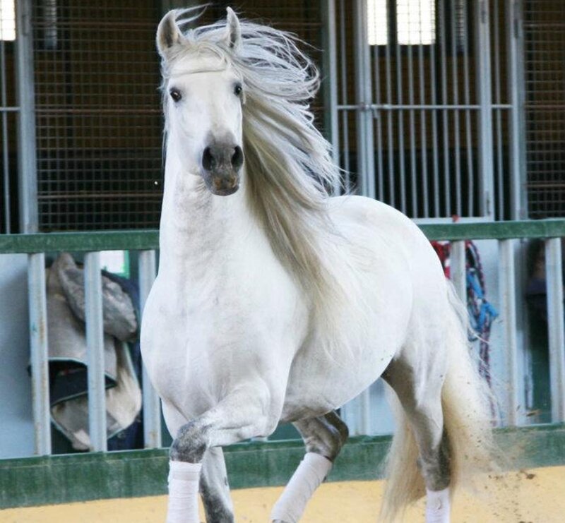 White Horse Running — Dynamic, Photograph, Stable