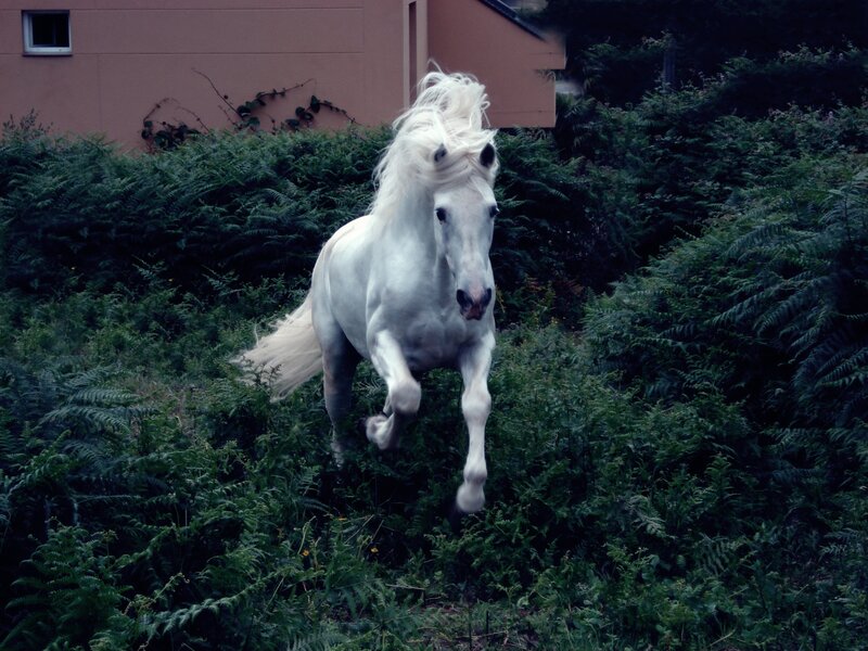 White Horse Running — Dynamic, Photograph