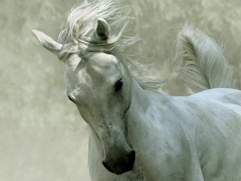 White Horse Running — Dynamic, Photograph, Wind, Dust, Gray