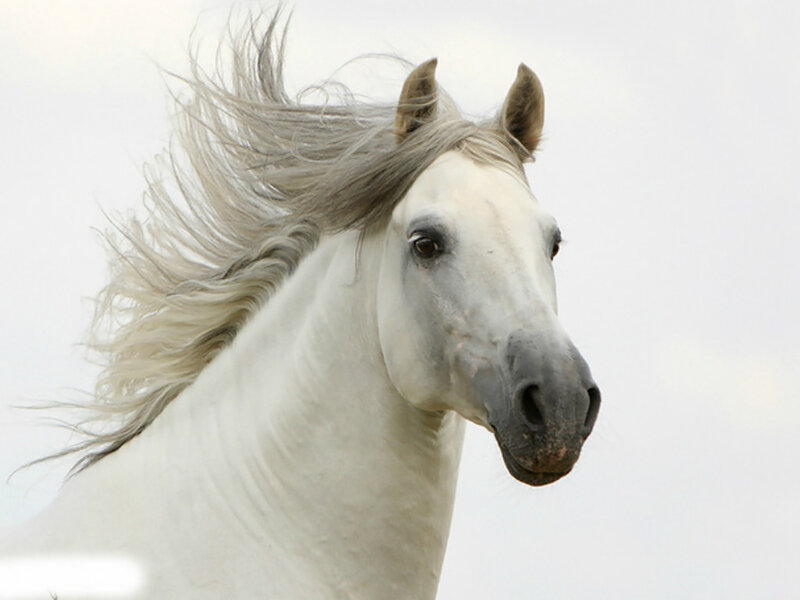 White Horse Running — Dynamic, Photograph, Wind