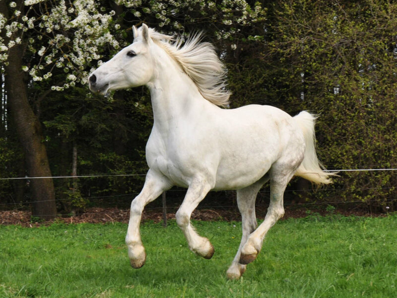 White Horse Running — Dynamic, Spring