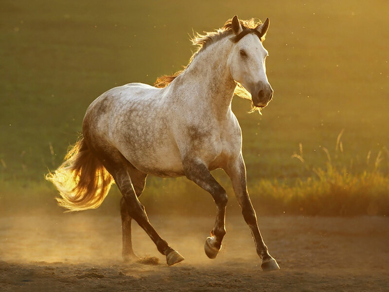 White Horse Running — Dynamic, Sunset, Photograph, Dust