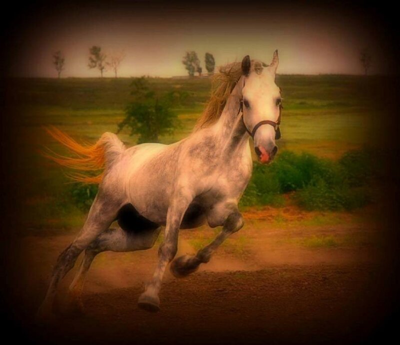 White Horse Running — Dynamic, Sunset, Photograph, Field