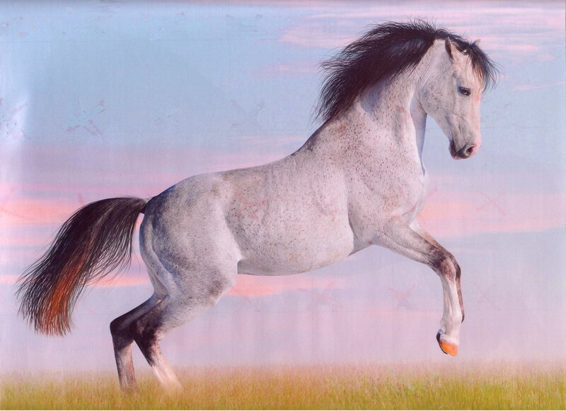 White Horse Running — Dynamic, Sunset, Photograph, Grass, Sky