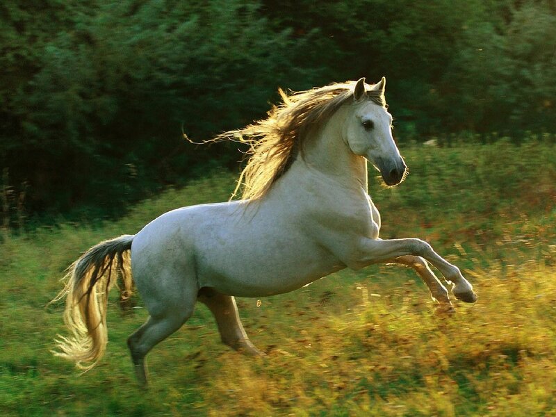 White Horse Running — Dynamic, Sunset, Photograph, Grass, Trees, Sunlight