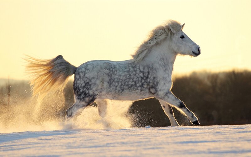 White Horse Running — Dynamic, Sunset, Photograph, Snow