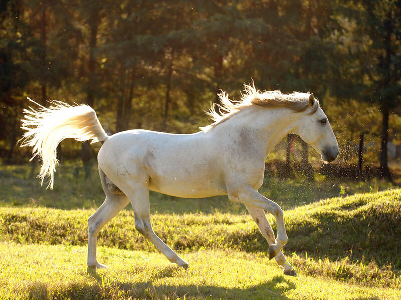 White Horse Running — Dynamic, Sunset, Photograph