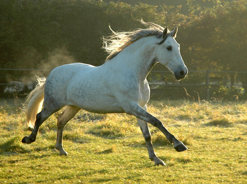 White Horse Running — Dynamic, Sunset