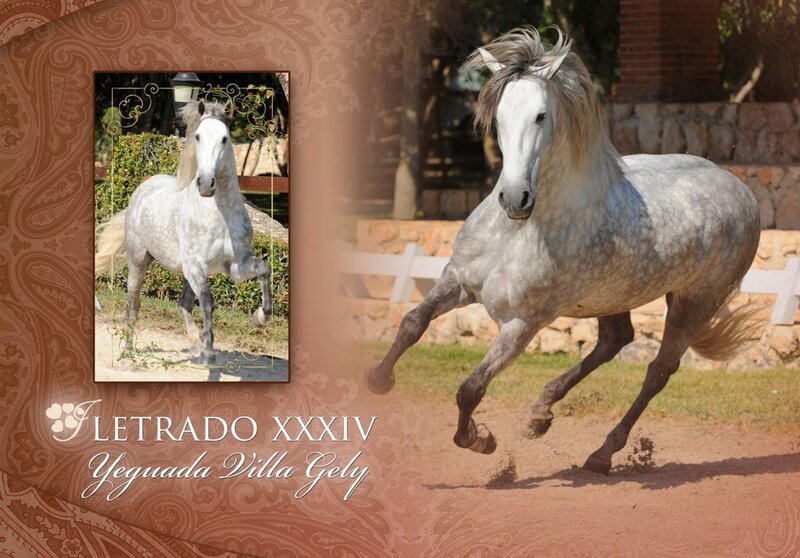 White Horse Running — Dynamic