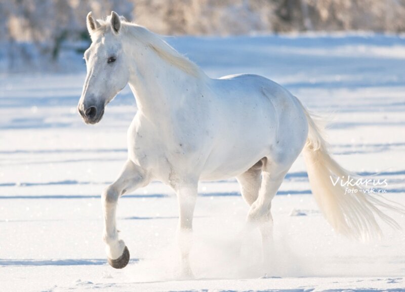 White Horse Running — Dynamic, Winter, Photograph, Snow, Field, Tail