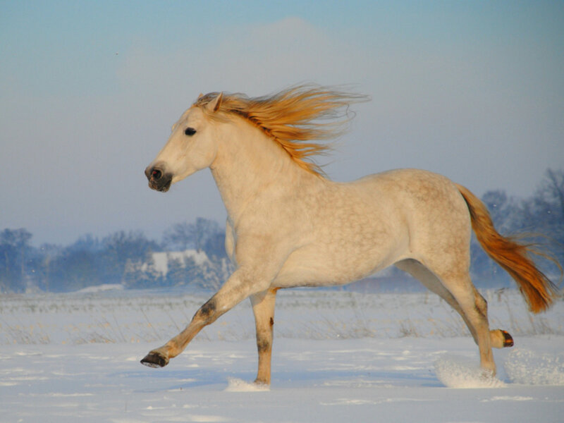 White Horse Running — Dynamic, Winter, Photograph, Snow, Field