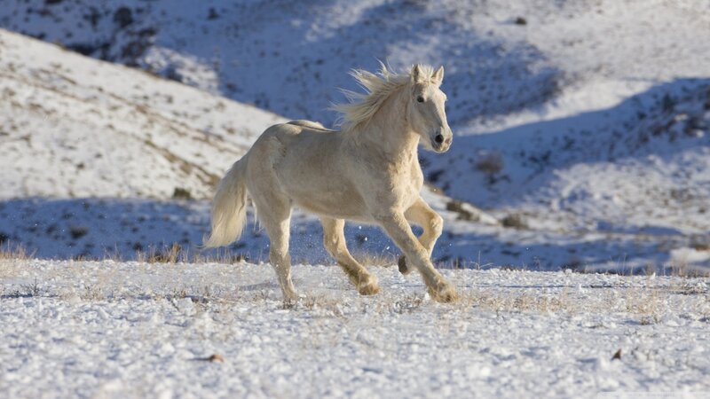 White Horse Running — Dynamic, Winter, Photograph, Snow, Hills