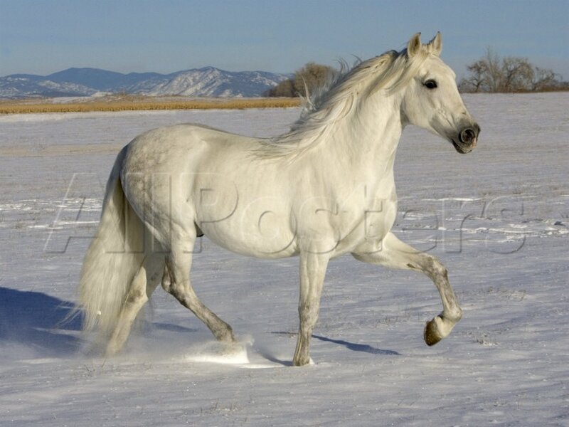 White Horse Running — Dynamic, Winter, Photograph, Snow, Mountains